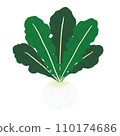Illustration of spring seven herbs Suzuna 110174686