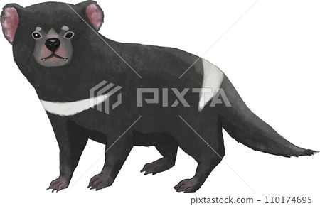 Tasmanian devil illustration 110174695