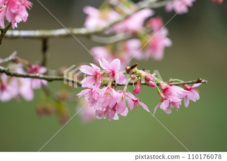 Sakura Sakura Taiwan Fuji Sakura Pink sakura Taiwan Sakura さくら Fuji Sakura マメザクラ Sakura Sakura Taiwan Fuji Sakura Pink sakura Taiwan Sakura さくら Fuji Sakura マメザクラ 110176078