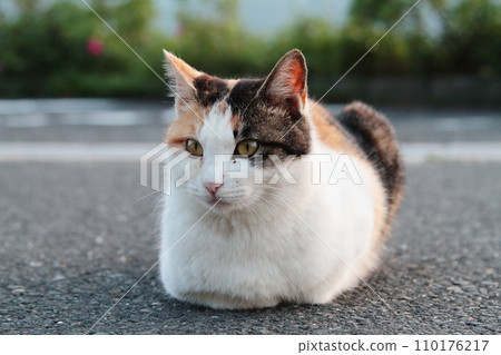 Crouching calico cat 110176217