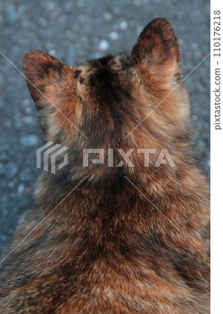 The back of a cat The back of a cat 110176218