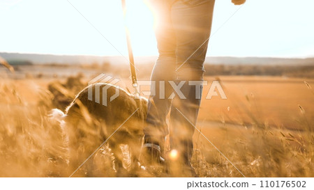 Man owner with fluffy cocker spaniel dog walks along dry field grass at sunset time man owner walks young spaniel dog in country park owner with spaniel dog enjoys weekend in evening park closeup Man owner with fluffy cocker spaniel dog walks along dry field grass at sunset time man owner walks young spaniel dog in country park owner with spaniel dog enjoys weekend in evening park closeup 110176502
