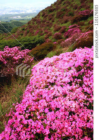 Aso's tourist spot "Sensui Gorge" - A landscape of blooming A. aeruginosa. 110176885