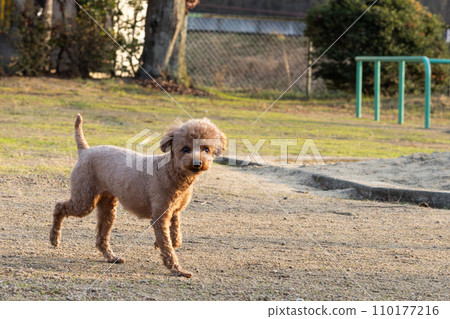 玩具貴賓犬 玩具貴賓犬 110177216