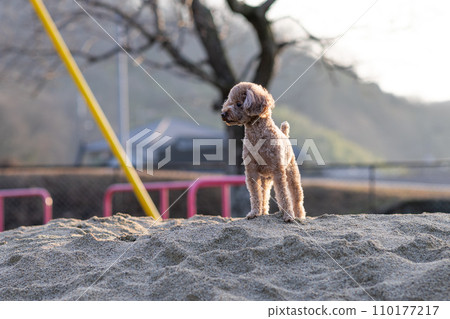 玩具貴賓犬 玩具貴賓犬 110177217