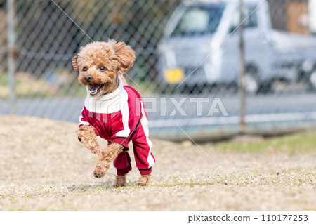 toy poodle toy poodle 110177253