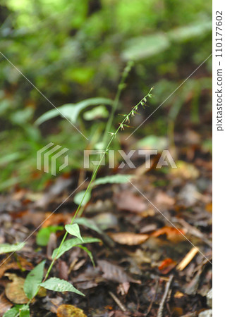Chidjimizasa 110177602