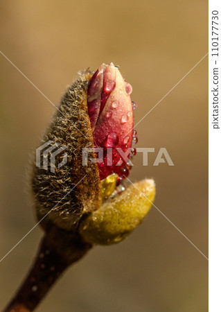 beautiful magnolia flowers with water droplets 110177730