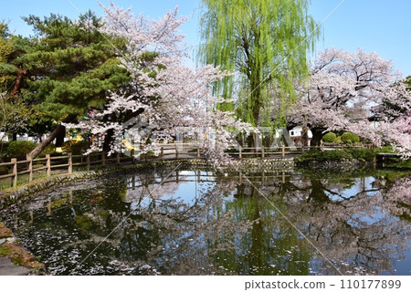Tochigi City Kuranomachi No. 2 Park Hyotan Pond and cherry blossoms in full bloom Tochigi City Kuranomachi No. 2 Park Hyotan Pond and cherry blossoms in full bloom 110177899