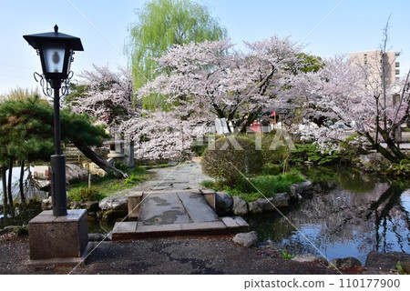 Tochigi City Kuranomachi No. 2 Park Hyotan Pond and cherry blossoms in full bloom 110177900