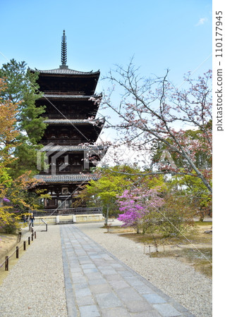 Kyoto in spring in Japan, Ninnaji Temple, a world heritage site, a five-storied pagoda, an important cultural property, beautiful cherry blossoms and blue sky Kyoto in spring in Japan, Ninnaji Temple, a world heritage site, a five-storied pagoda, an important cultural property, beautiful cherry blossoms and blue sky 110177945