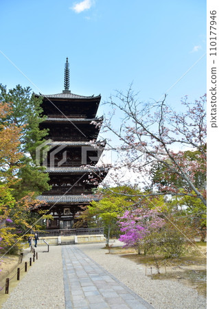 Kyoto in spring in Japan, Ninnaji Temple, a world heritage site, a five-storied pagoda, an important cultural property, beautiful cherry blossoms and blue sky Kyoto in spring in Japan, Ninnaji Temple, a world heritage site, a five-storied pagoda, an important cultural property, beautiful cherry blossoms and blue sky 110177946