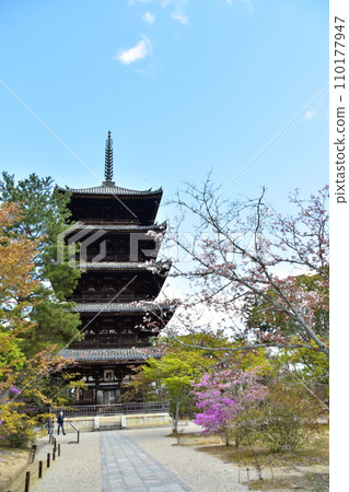 Kyoto in spring in Japan, Ninnaji Temple, a world heritage site, a five-storied pagoda, an important cultural property, beautiful cherry blossoms and blue sky Kyoto in spring in Japan, Ninnaji Temple, a world heritage site, a five-storied pagoda, an important cultural property, beautiful cherry blossoms and blue sky 110177947