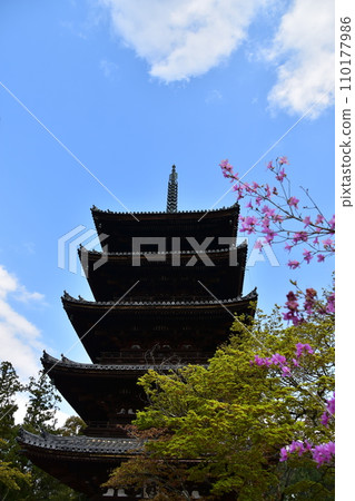 Kyoto in spring in Japan, Ninnaji Temple, a world heritage site, a five-storied pagoda, an important cultural property, beautiful cherry blossoms and blue sky Kyoto in spring in Japan, Ninnaji Temple, a world heritage site, a five-storied pagoda, an important cultural property, beautiful cherry blossoms and blue sky 110177986