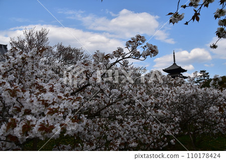 Kyoto in spring in Japan, Ninnaji Temple, a world heritage site, Omuro cherry blossoms in full bloom and a five-storied pagoda, an important cultural property 110178424