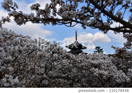 Kyoto in spring in Japan, Ninnaji Temple, a world heritage site, Omuro cherry blossoms in full bloom and a five-storied pagoda, an important cultural property Kyoto in spring in Japan, Ninnaji Temple, a world heritage site, Omuro cherry blossoms in full bloom and a five-storied pagoda, an important cultural property 110178436