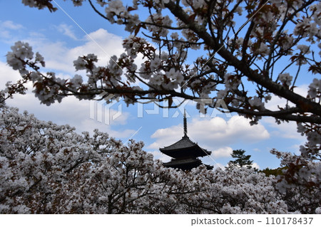 Kyoto in spring in Japan, Ninnaji Temple, a world heritage site, Omuro cherry blossoms in full bloom and a five-storied pagoda, an important cultural property Kyoto in spring in Japan, Ninnaji Temple, a world heritage site, Omuro cherry blossoms in full bloom and a five-storied pagoda, an important cultural property 110178437