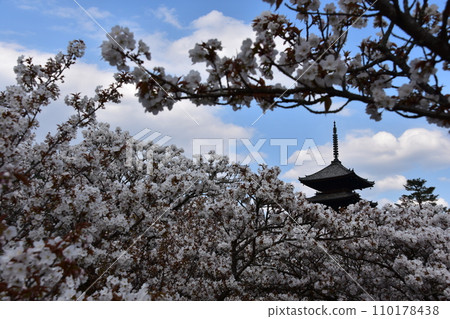 Kyoto in spring in Japan, Ninnaji Temple, a world heritage site, Omuro cherry blossoms in full bloom and a five-storied pagoda, an important cultural property Kyoto in spring in Japan, Ninnaji Temple, a world heritage site, Omuro cherry blossoms in full bloom and a five-storied pagoda, an important cultural property 110178438