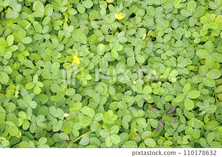 Green leaves background. Green leaves texture. Green leaf texture background Green leaves background. Green leaves texture. Green leaf texture background 110178632