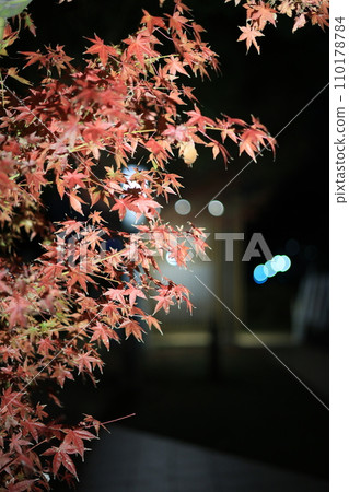 Maple leaves which turned red leaves 110178784