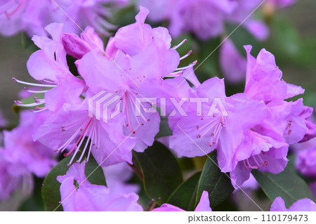 淡粉紅色紫色杜鵑花 110179473