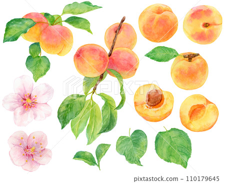 Watercolor painting apricot material collection fruits, leaves, flowers, branches 110179645