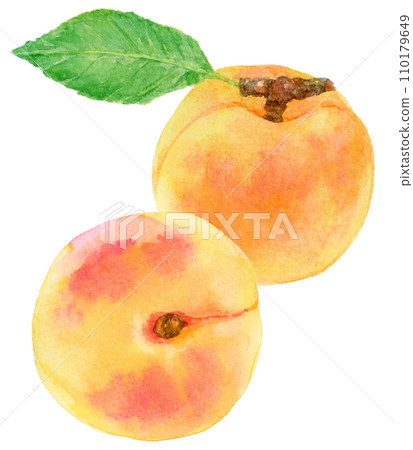 兩個杏子(杏子)水彩畫 兩個杏子(杏子)水彩畫 110179649