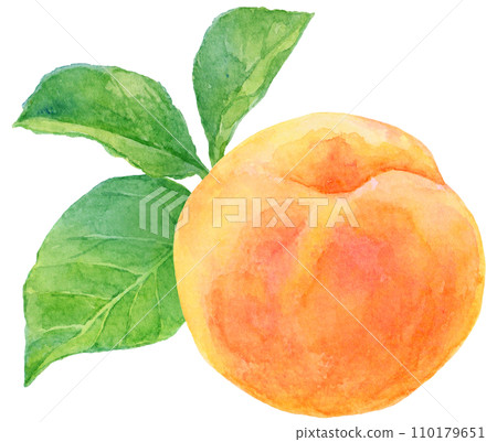 Apricot (apricot) fruit and leaves watercolor painting Apricot (apricot) fruit and leaves watercolor painting 110179651