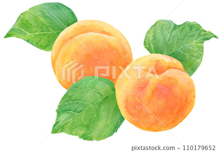 Two apricot fruits and leaves watercolor painting 110179652