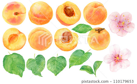 Apricot material set watercolor painting 110179653