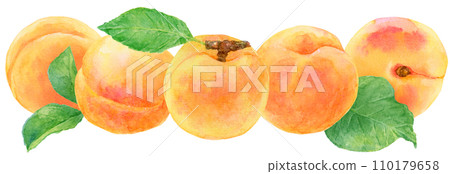 Many apricot fruits watercolor painting Many apricot fruits watercolor painting 110179658
