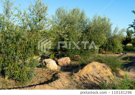 Olive trees in full production in a crop field under blue summer sky. 110181296