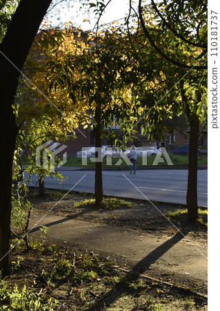 A tree bathed in the sun in the autumn garden in the evening. Beautiful sunset in the park in the city. A tree bathed in the sun in the autumn garden in the evening. Beautiful sunset in the park in the city. 110181737