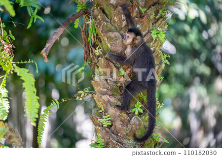 Thoughtful Monkey Gripping Tree Branch in Tropical Rainforest 110182030