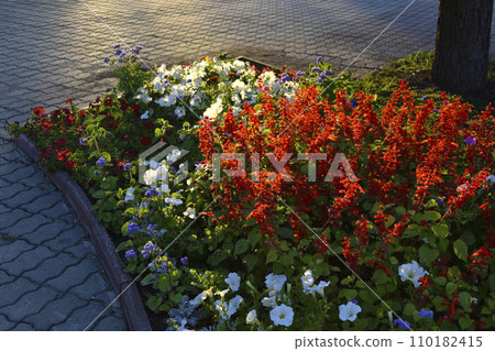 Red salvia and petunia flowers on a flower bed in the evening in the city. A beautiful flower bed in the city. Red salvia and petunia flowers on a flower bed in the evening in the city. A beautiful flower bed in the city. 110182415