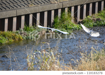 Kurome River, two white herons swooping down, white heron Kurome River, two white herons swooping down, white heron 110183278