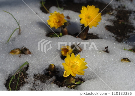 Fukujusou flowers and remaining snow 110183386