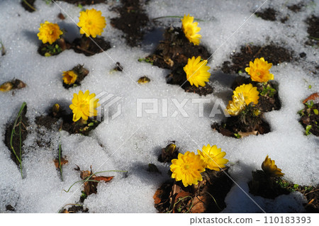 Fukujusou flowers and remaining snow 110183393