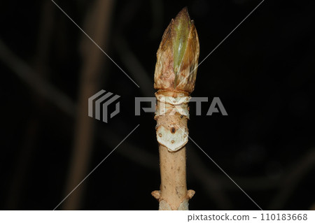 Leaf scars and winter buds of Gaku hydrangea Leaf scars and winter buds of Gaku hydrangea 110183668