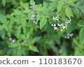 Bulbul funnel, wildflower, white flower 110183670