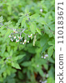 Bulbul funnel, wildflower, white flower 110183671