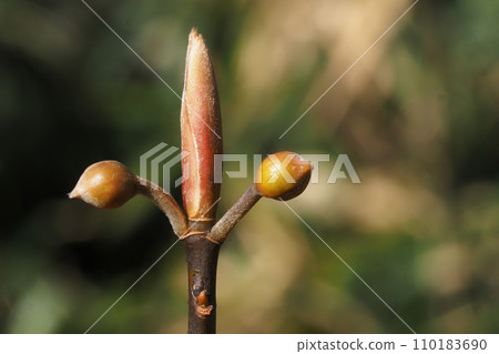 Buds and flower buds of Chromoid 110183690