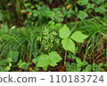 Angelica dafrica wildflower 110183724