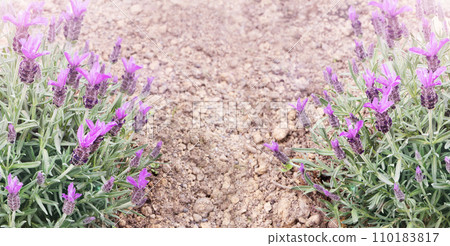 Spanish lavender or lavandula stoechas on the dry earth horizontal banner 110183817