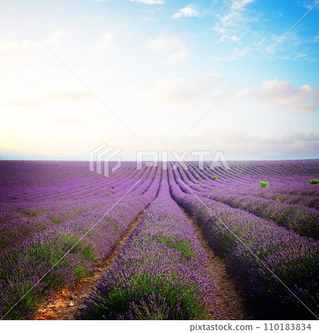 Blooming Lavender field Blooming Lavender field 110183834