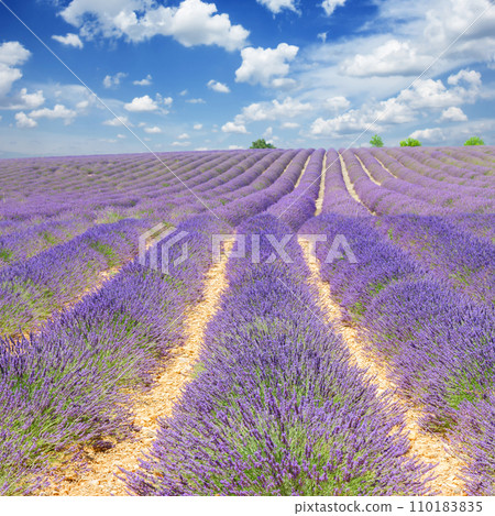 summer Lavender field summer Lavender field 110183835