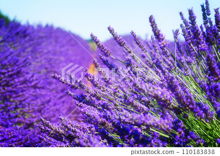 Lavender field 110183838