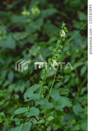 Yellow flower, wildflower, wildflower 110183845