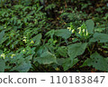 Yellow flower, wildflower, wildflower 110183847