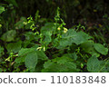 Yellow flower, wildflower, wildflower 110183848